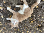 Warriors (cat edition)
