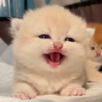Stand With Kitties