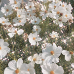 Daisy.clothes