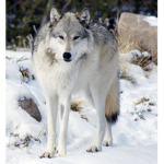 Arctic Lobo's