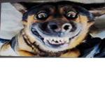 The funny dog group