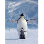 #PinguinSquad