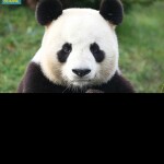 Survival The Pandarafa The Killer