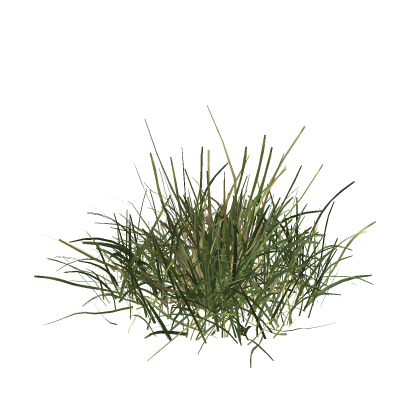 Realistic Ground Vegetation Environment Nature Sce