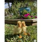 Aestheticc Ducks