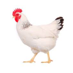 Chicken unlted