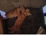 My cat are weird