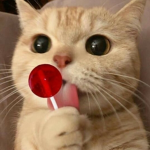 Cat Creations