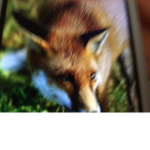 FOX GROUP JOIN IF YOU WANT
