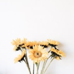 The Sunflower Store