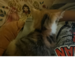 Do you love cats follow my groups