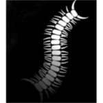 Worm • 濳