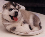 puppy savers and luvers