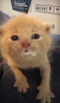 cute kittty cat group omg