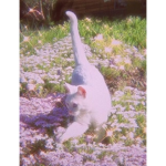 Catcar321