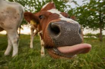 da cows studio