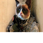 The Cat Army/Kingdom