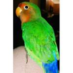 Who love birds