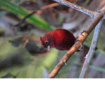 the red bird nation