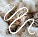 Kitty katty group