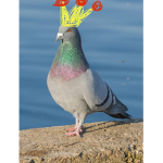 Pigeon kingdom!