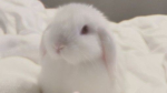 Sugar Honey Bunny