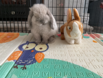MY RABBIT LUNA