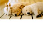 Cuteness overloads