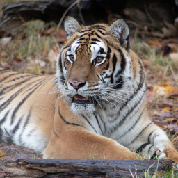 Tiger Obby