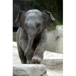 Elephant Love Squad