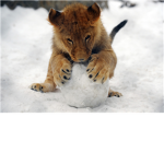 ~Moon_~_Lions~