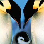 il Team Dei Pinguini