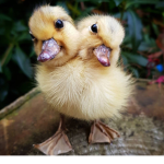 The Duckles