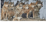 Wolf pack dog
