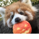 子羊