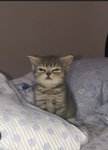 cats first