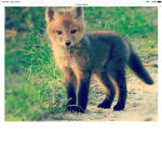 TheFoxes :P