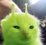 Calco~cat group