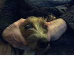 Teh Barks!