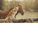 Puppy and horses