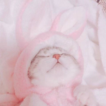 kittywhiskers