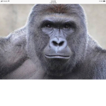ooga bogoa