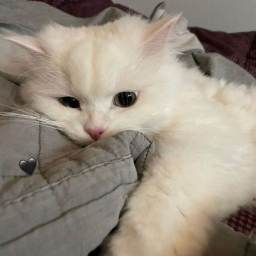 ꒰ ୨♡୧ ꒱