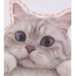 $ Cat Gang $