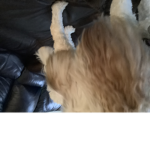 The doge name