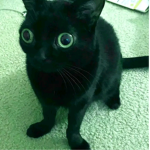 i gattini di sabri