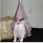 The cat peoples ;)