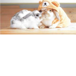 The bunny crew new