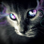 Galixy Cat Fans