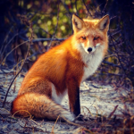 The inteligent Foxes